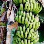 Банан (Растения)