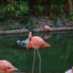 Фламинго (Пунта-Кана) (Туризм)