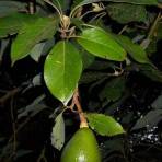 Авокадо (Растения)