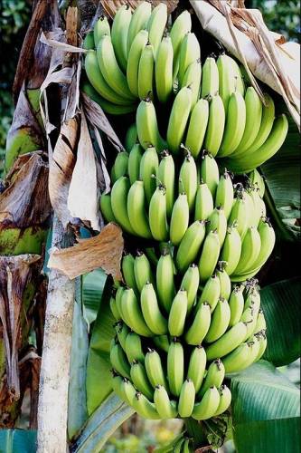 Банан "Галерея: Растения"
