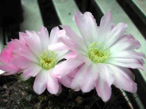 Акантокалициум колючецветковый "Галерея: Растения"