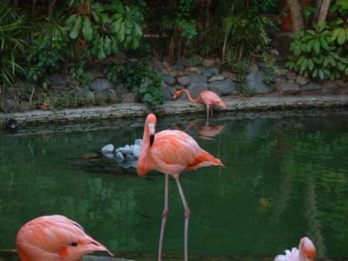 Фламинго (Пунта-Кана) "Галерея: Туризм"
