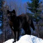 Чёрный волк (Животные)
