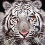 Белый тигр (Животные)