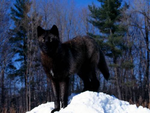 Чёрный волк "Галерея: Животные"
