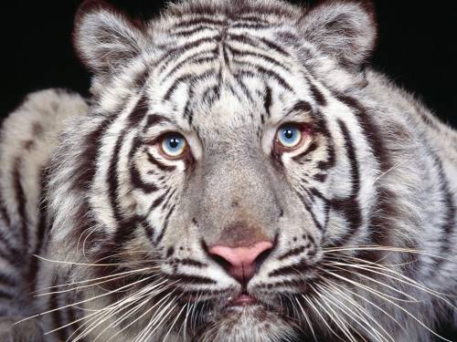 Белый тигр "Галерея: Животные"